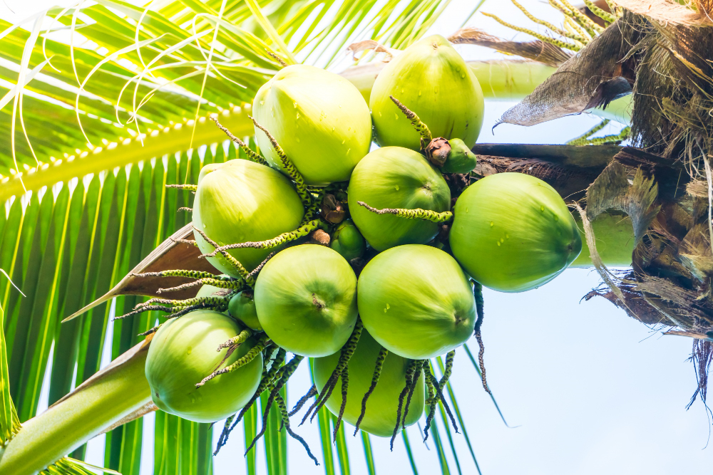 Read more about the article The Journey of Coconut Products: From Tree to Table